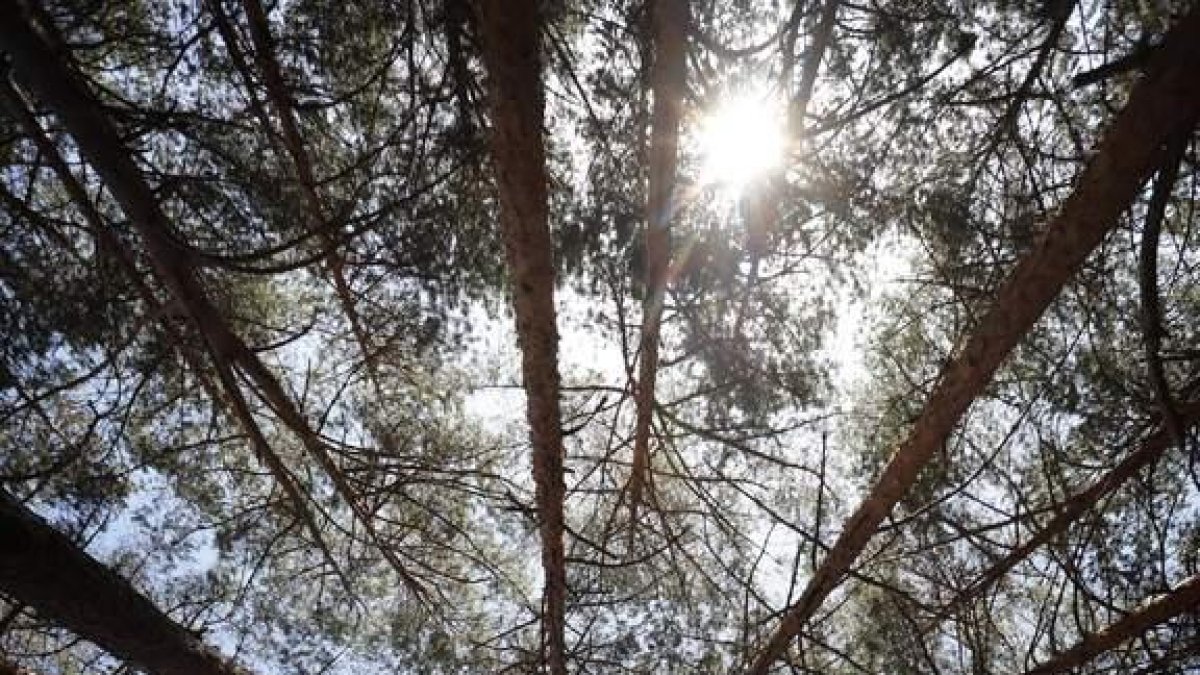Los beneficios para la salud de un baño de bosque están demostrados. JESÚS F. SALVADORES