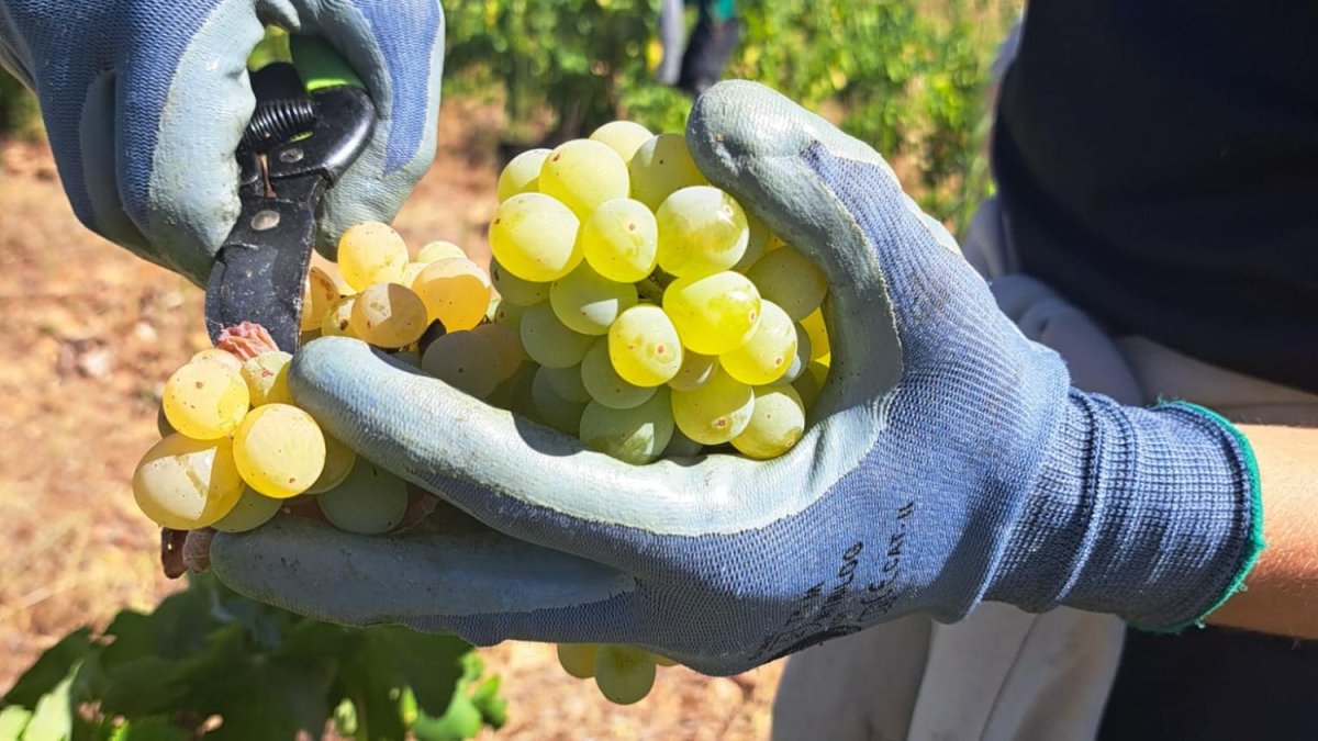 Uva Godello recogida en El Bierzo.