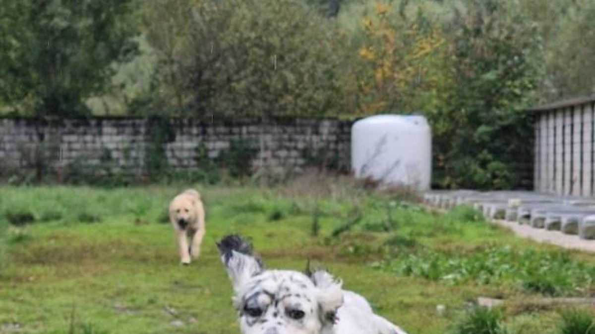 Sónic busca familia. Está en la Protectora Piedras Blancas de Laciana.