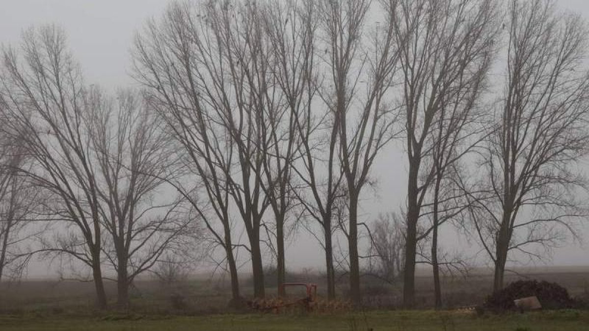 Imagen de uno de los dormideros del milano real invernante en Castila y León.  DL