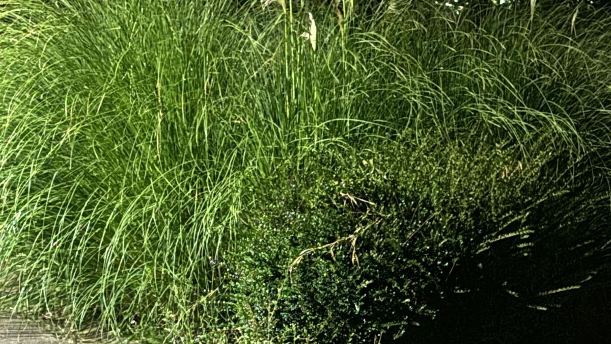 Ratas en el parque de La Chantría.