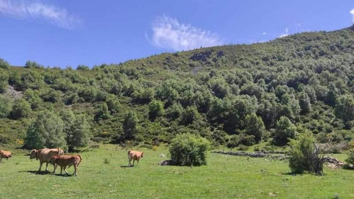 El proyecto Agrofores recuperará pastos en Babia y Luna para fomentar la  ganadería