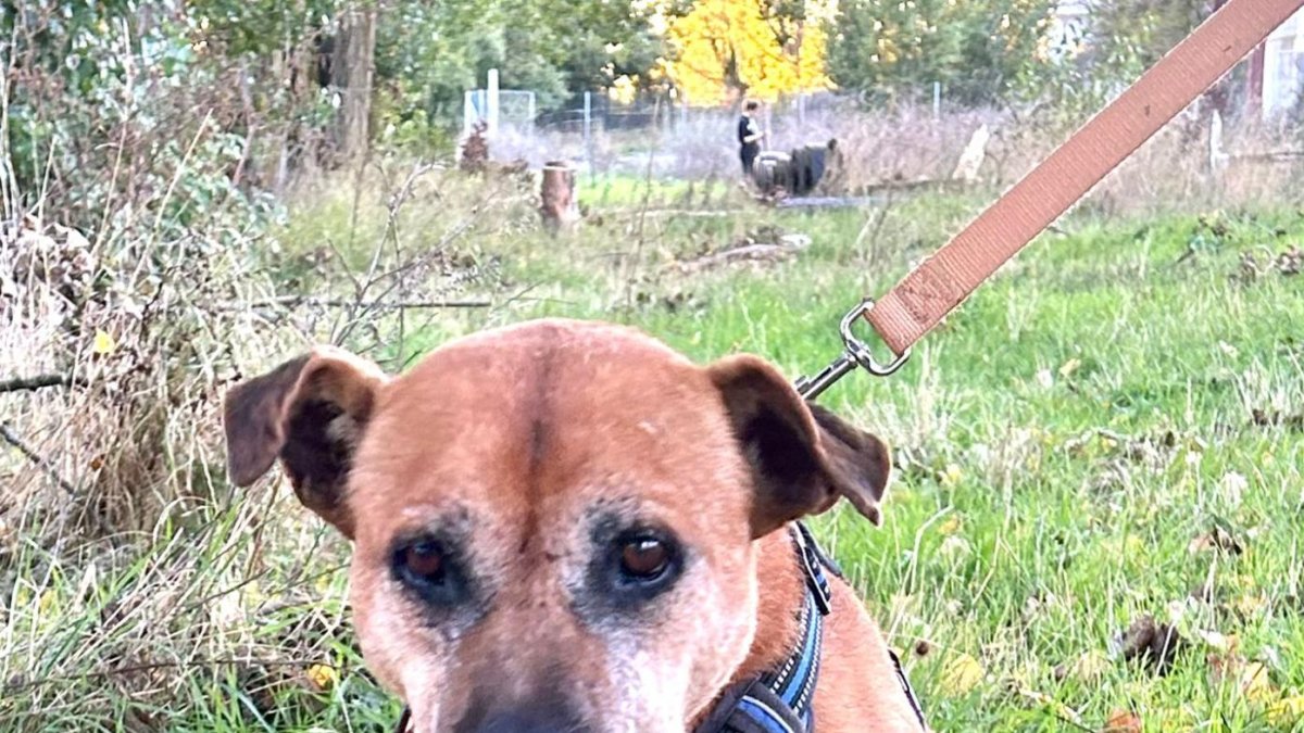 Junior, el abuelo de la Protectora de León que busca una casa para pasar el invierno.