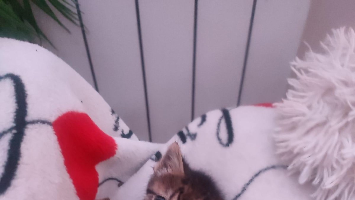 Gus, el casi recién nacido que busca familia.