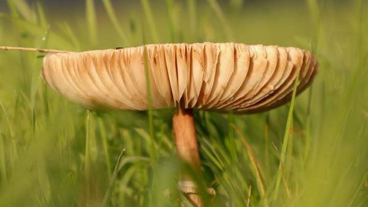 Una semana para conocer mejor la micología en León.  ELISEO TRIGO