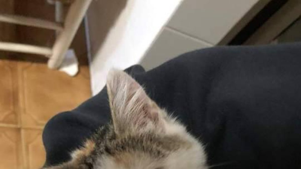 Gato a adoptar.