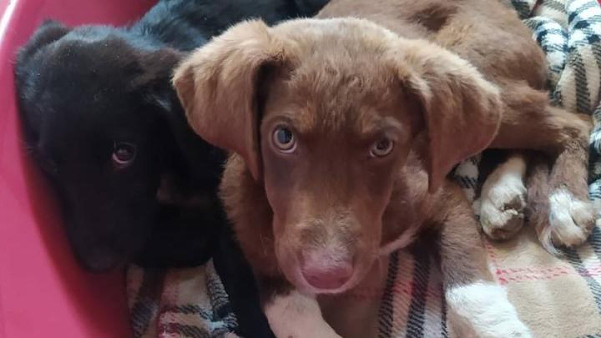 Francisco y Napoleón.