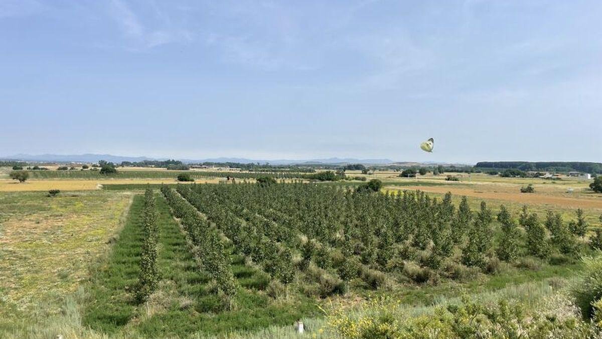 Vista de la chopera de Bosques y Ríos. dl