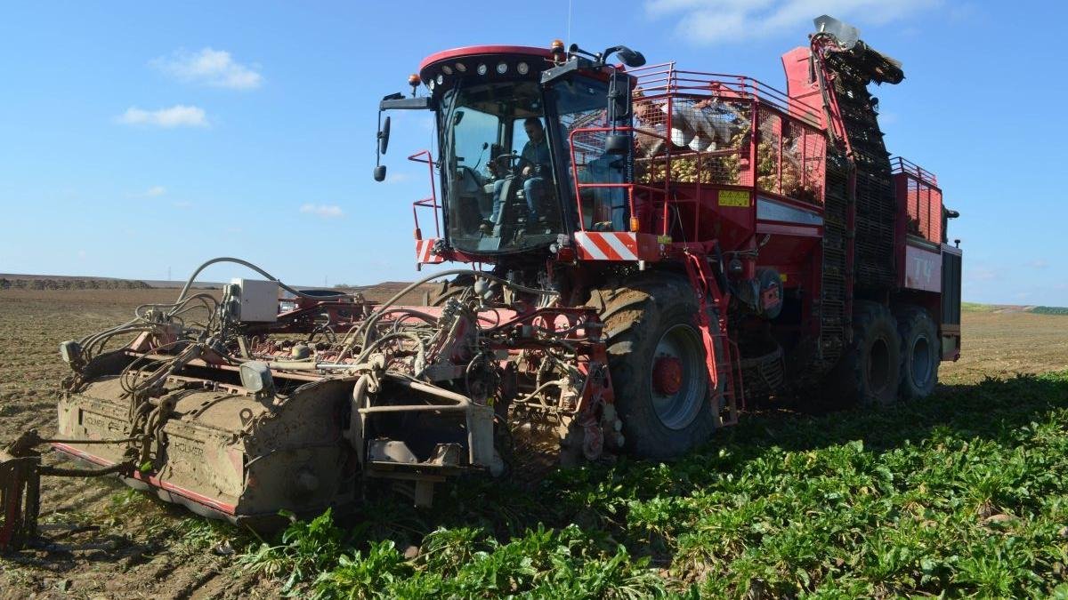 Un agricultor recoge remolacha en una finca de los Payuelos. MEDINA
