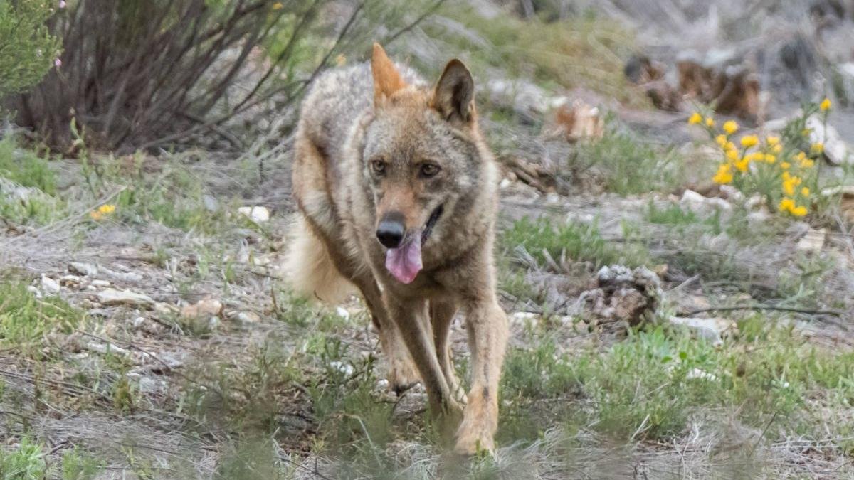 En España, el lobo ibérico forma parte del listado de Especies Silvestres en Régimen de Protección Especial. ical
