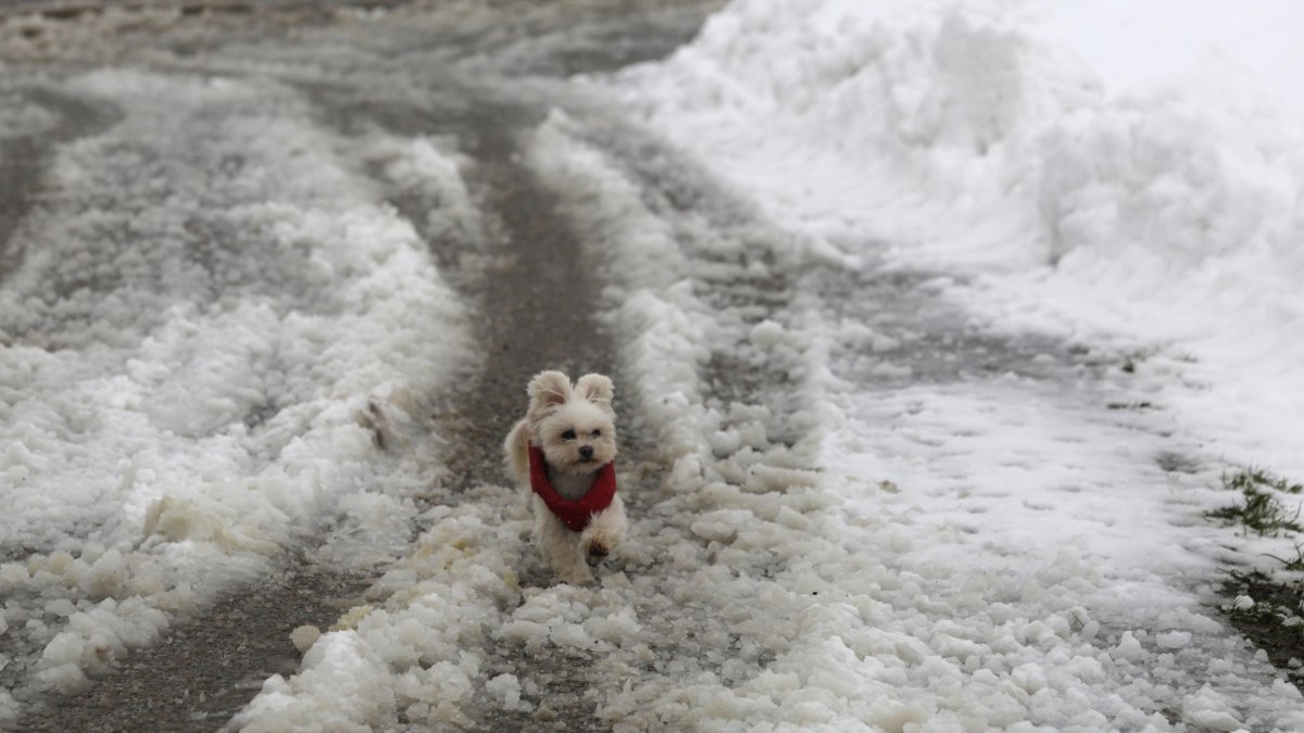 Un perro pasea en la nieve en Tolibia de Abajo.