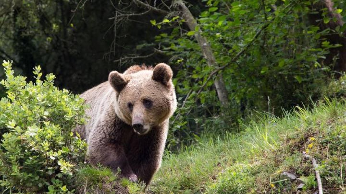 Imagen de un oso cantábrico.