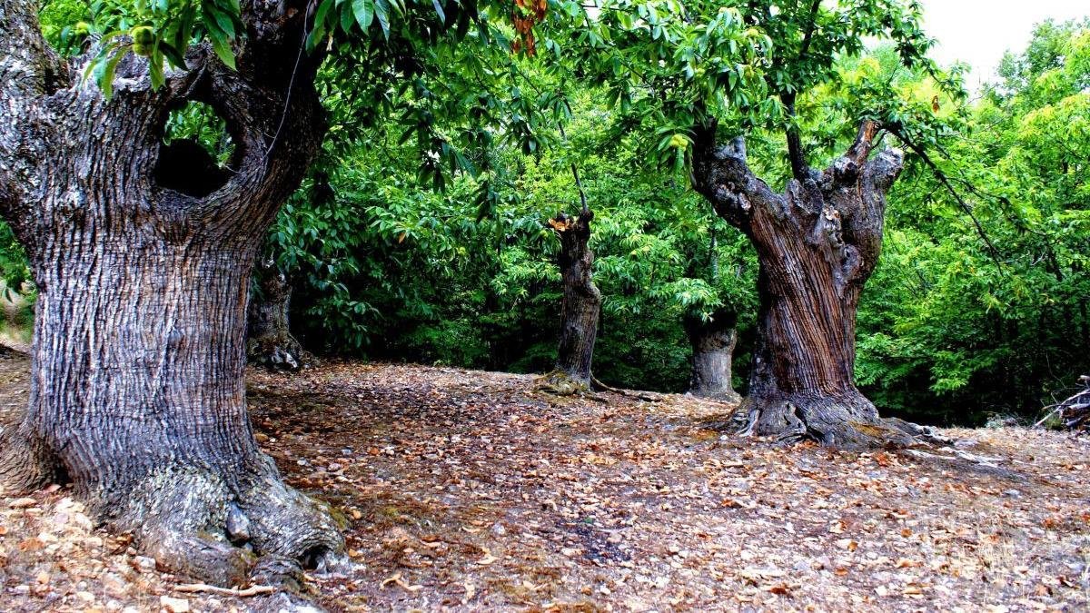 Ejemplares de castaños en El Bierzo. CUEVAS