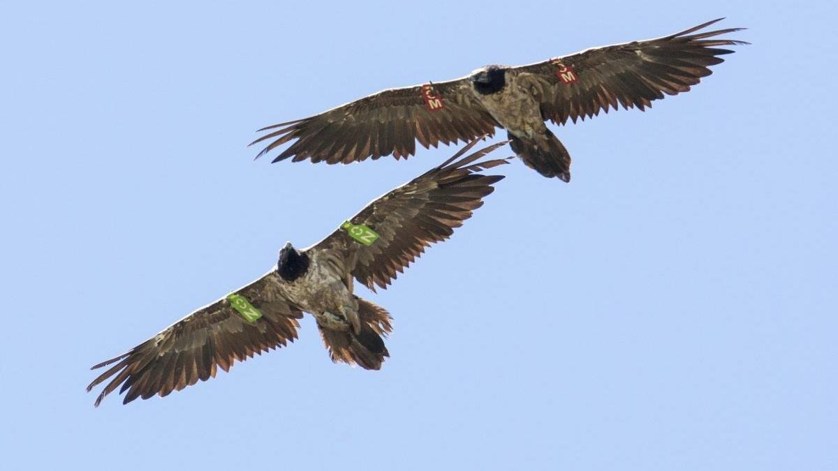 Pareja de quebrantahuesos.