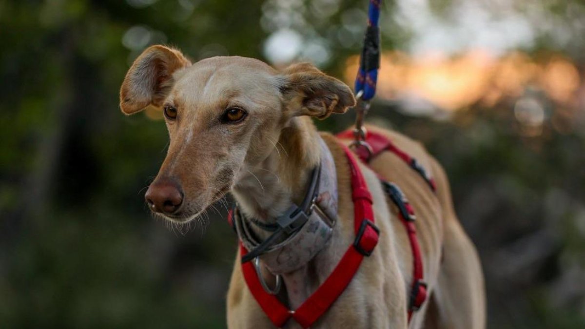 Rigodón, el galgo que movilizó a León para su rescate.