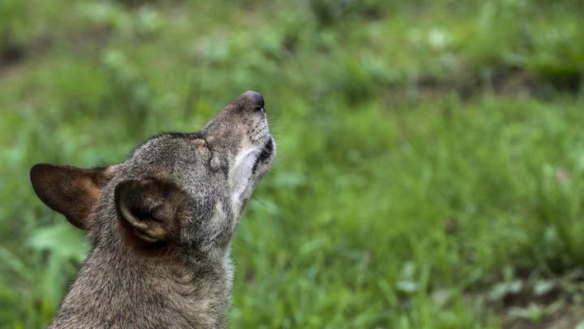 Un ejemplar de lobo Ibérico.