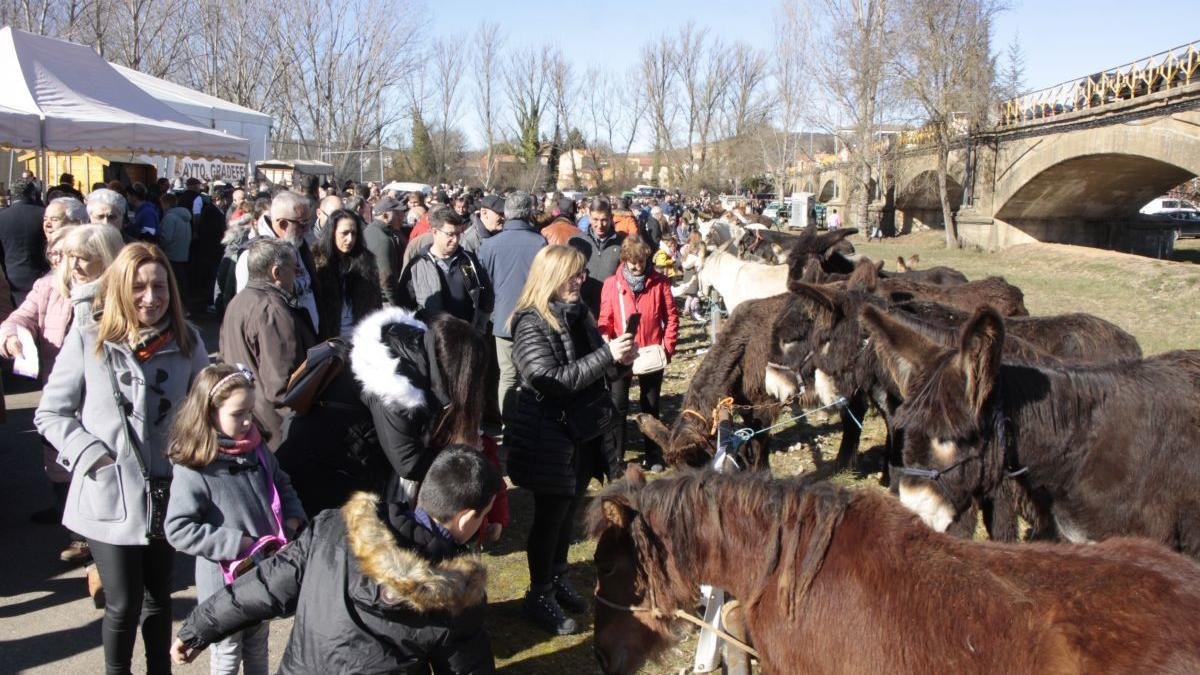 Las reses de caballar estarán presentes en esta feria de San Blas.