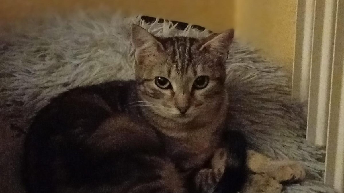 Coco, la gatina abandonada en una colonia de callejeros