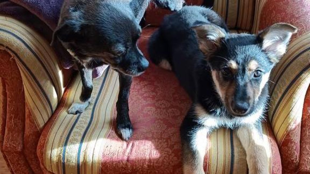 Ebe, la cachorrina mix de pastor alemán junto a otro perro en su casa de acogida.