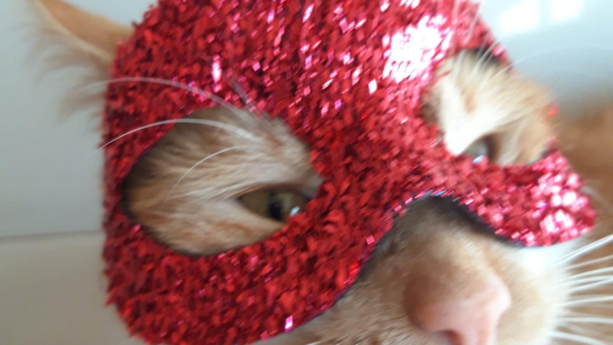 Atún busca familia.