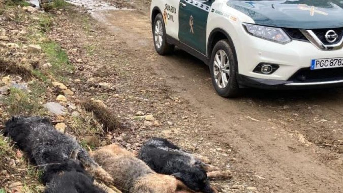 Mueren cinco perros tras caer a un canal en vegacervera