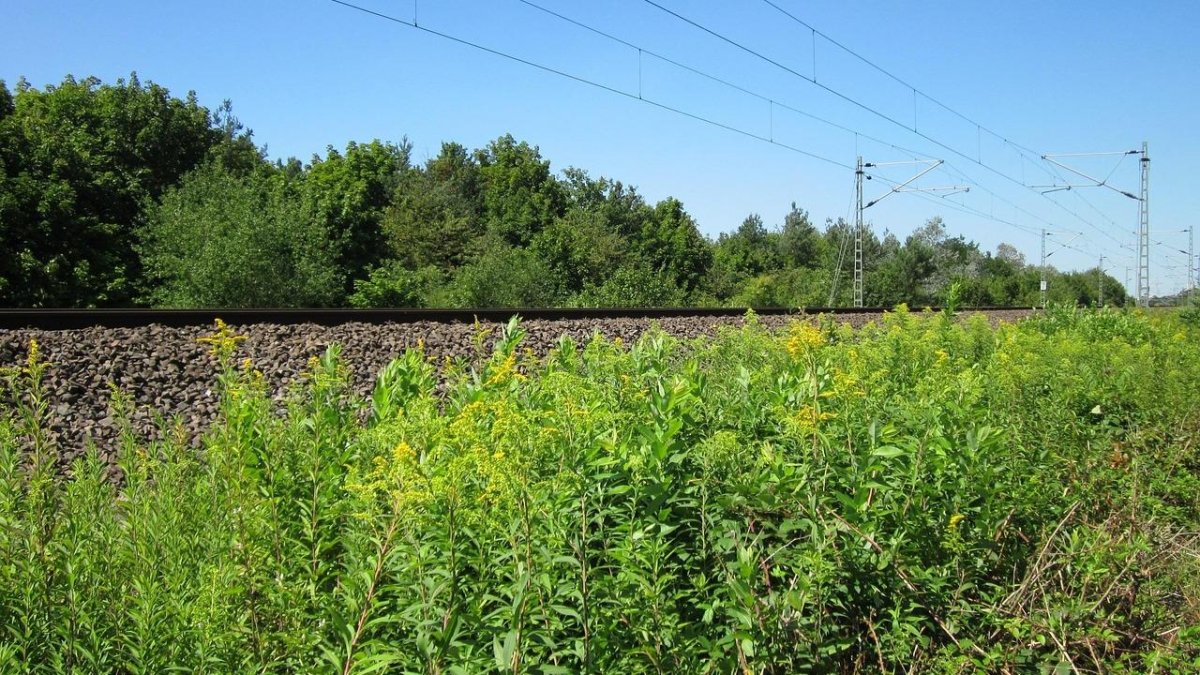 Un vergel de solidago junto a las vías del tren, un lugar inhóspito, ya que la planta crece en cualquier espacio de territorios muy concretos.