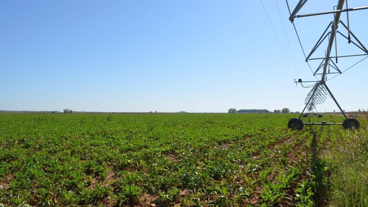 Vista de un campo de remolacha en Pobladura de Pelayo García.