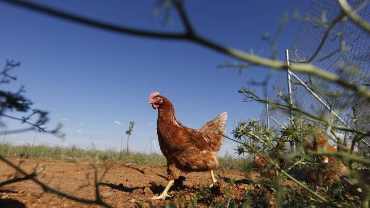 Una gallina en un pueblo del Páramo.