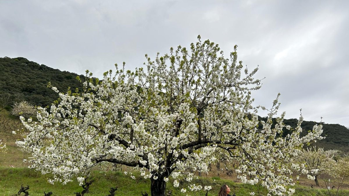 Cerezos en un viñedo en Corullón.