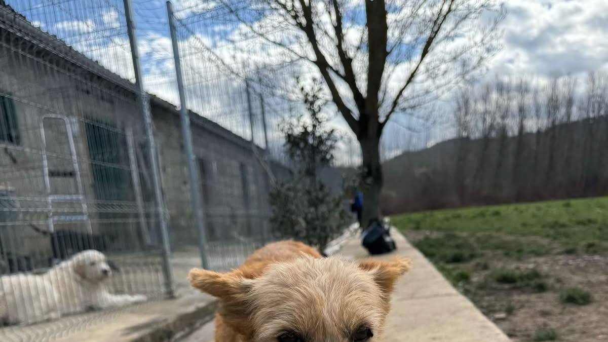 Chicle, uno de los cachorros