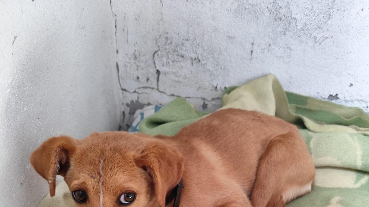 Maraña, la perrina que pasó cuatro días atrapada en un tubo de PVC