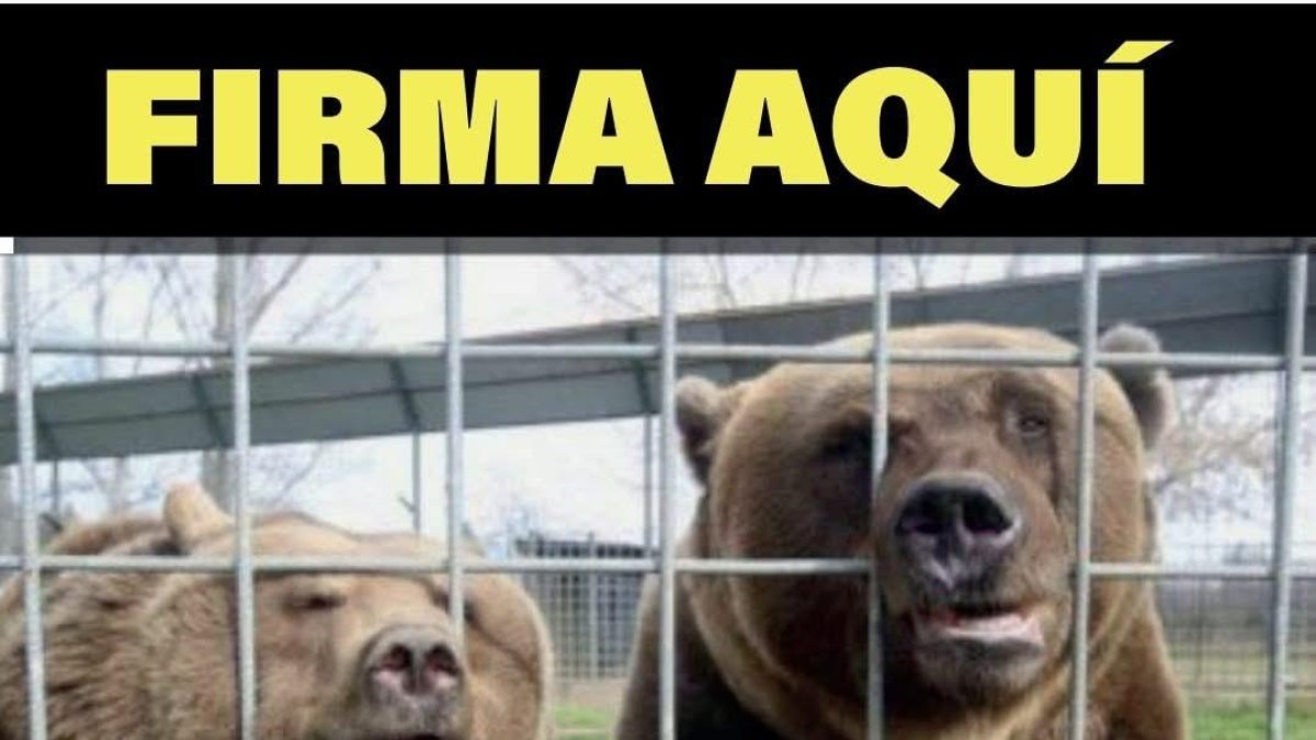 17 clínicas veterinarias y dos establecimientos recogen firmas para salvar a los osos Luna y Ponderoso 33 años encerrados en una jaula