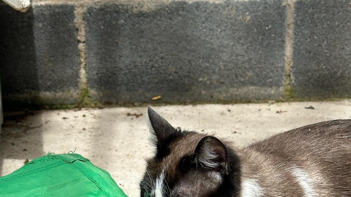 Don Majo, el gato que dejaron tirado en la calle una noche que diluviaba.