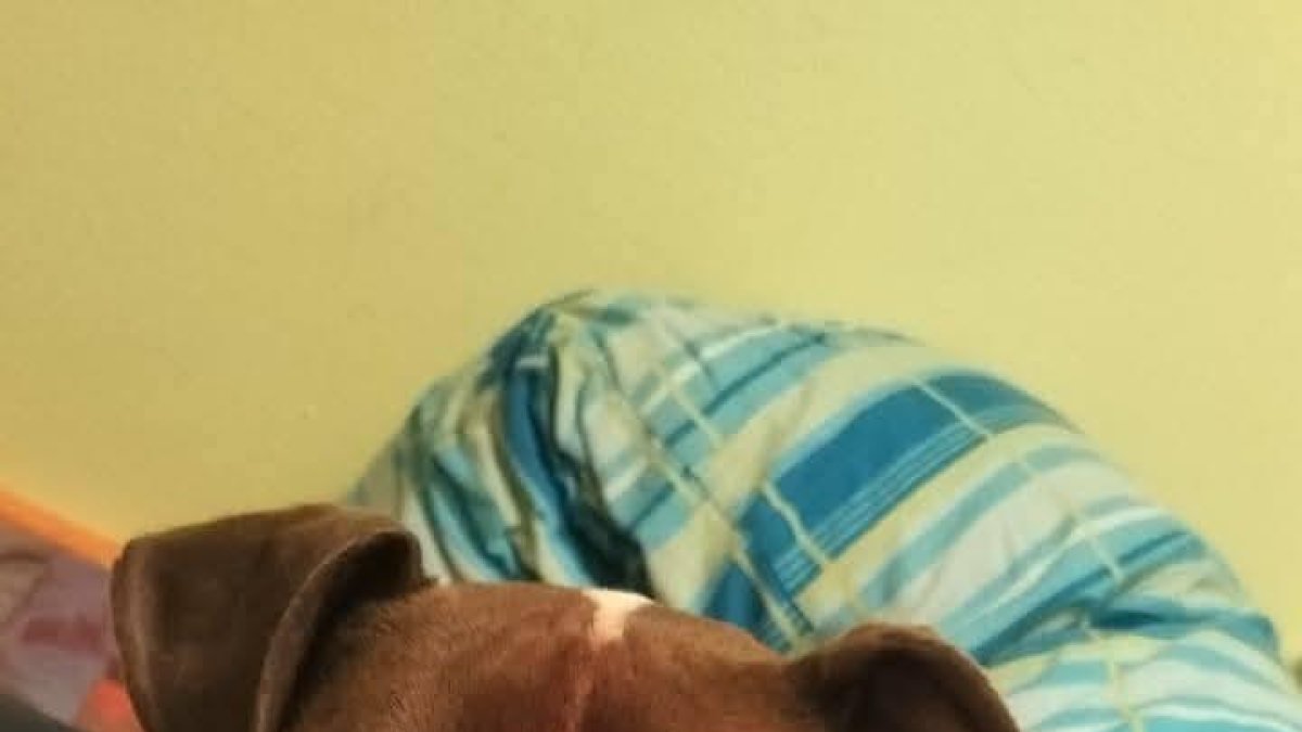 Óliver, uno de los perros que se han convertido en grandes olvidados.