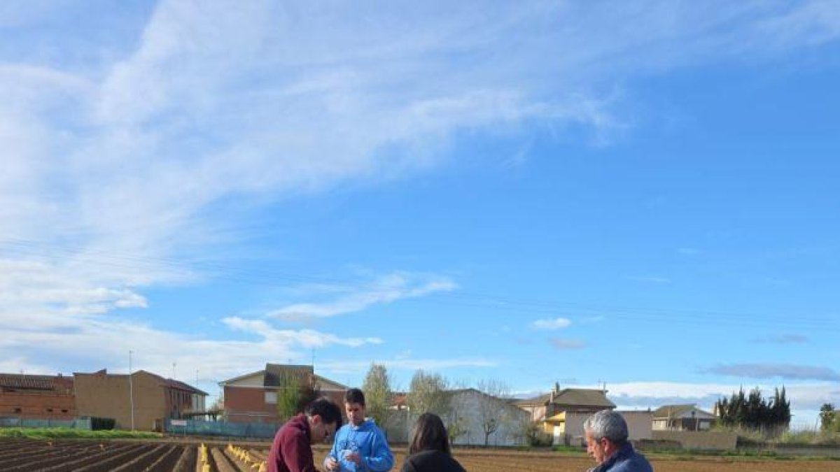 Parcela con nuevas variedades de patata en el Bajo Tuerto.