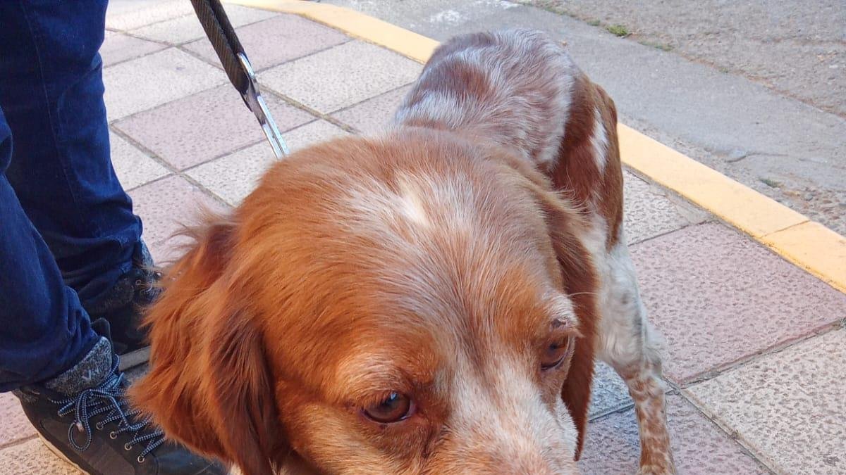 Dakota, la perra de caza abandonada que busca familia.