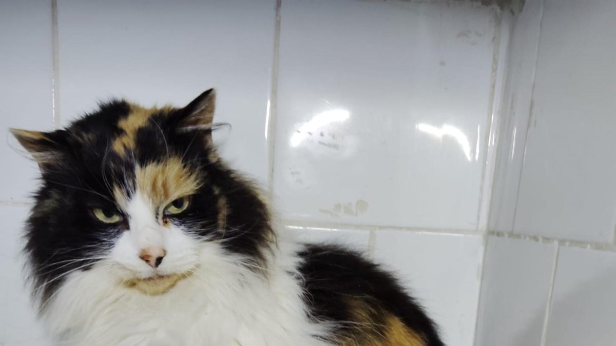 Romeo, el gato abandonado en pleno centro de Ponferrada que busca ahora nueva familia.