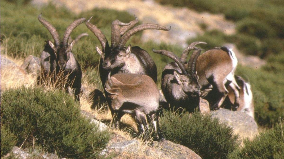 Imagen de archivo de un grupo de cabra montés, cuya caza está regulada por ley.