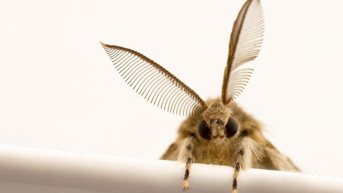 Polilla, en una imagen de detalle.