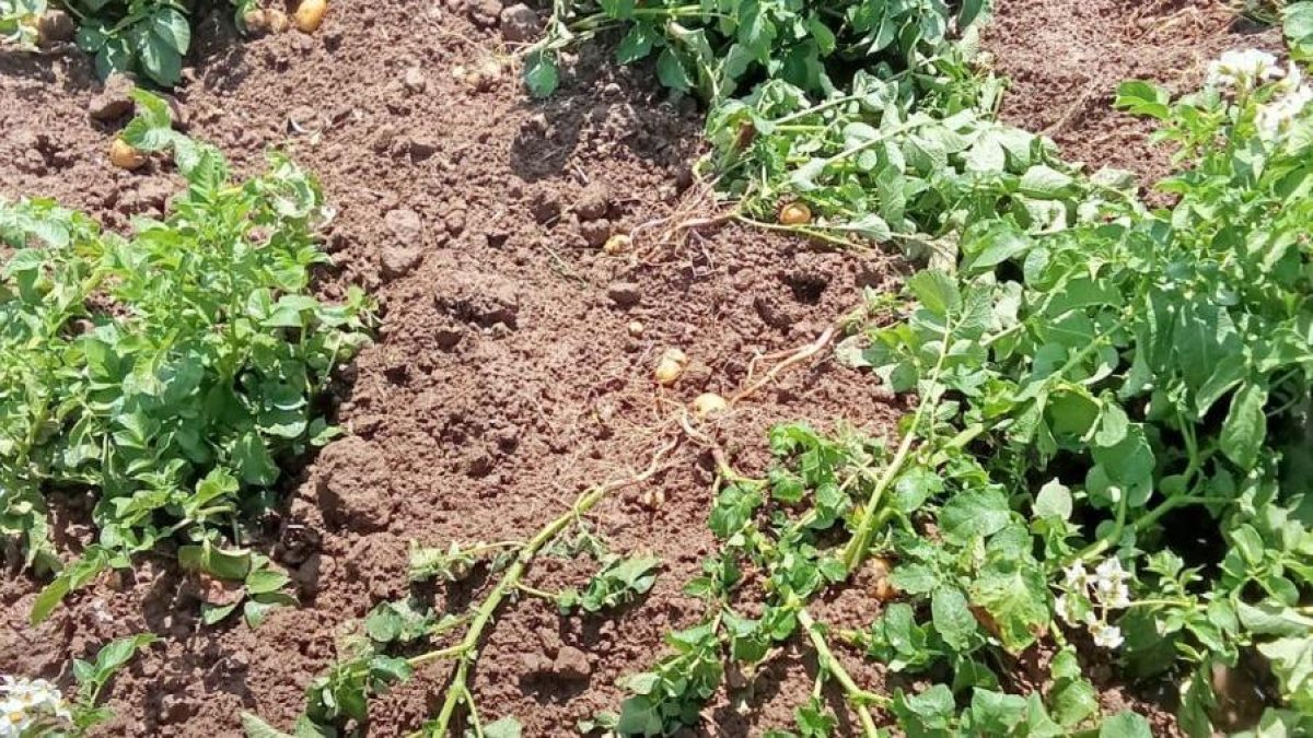 Los animales se tumban o se arrastran por la tierra destrozando los cultivos.