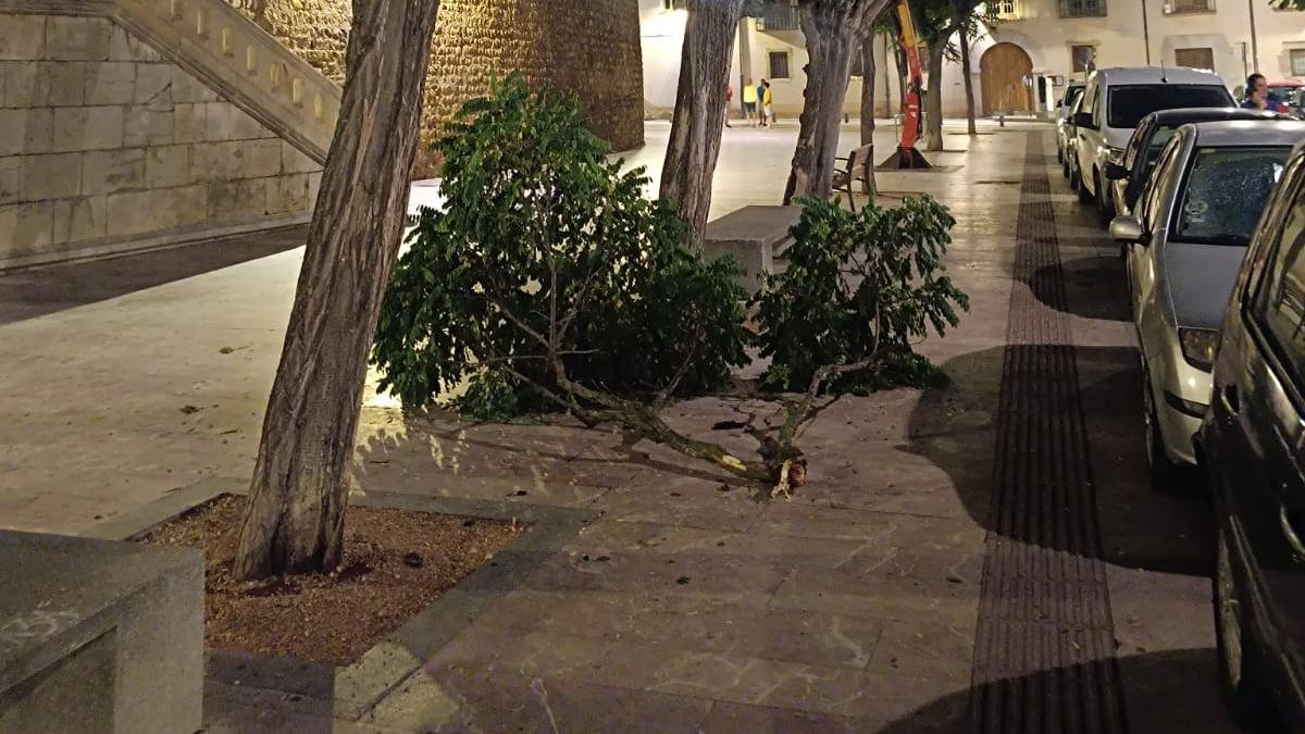 Árbol caído ayer frente al Archivo Histórico de León.
