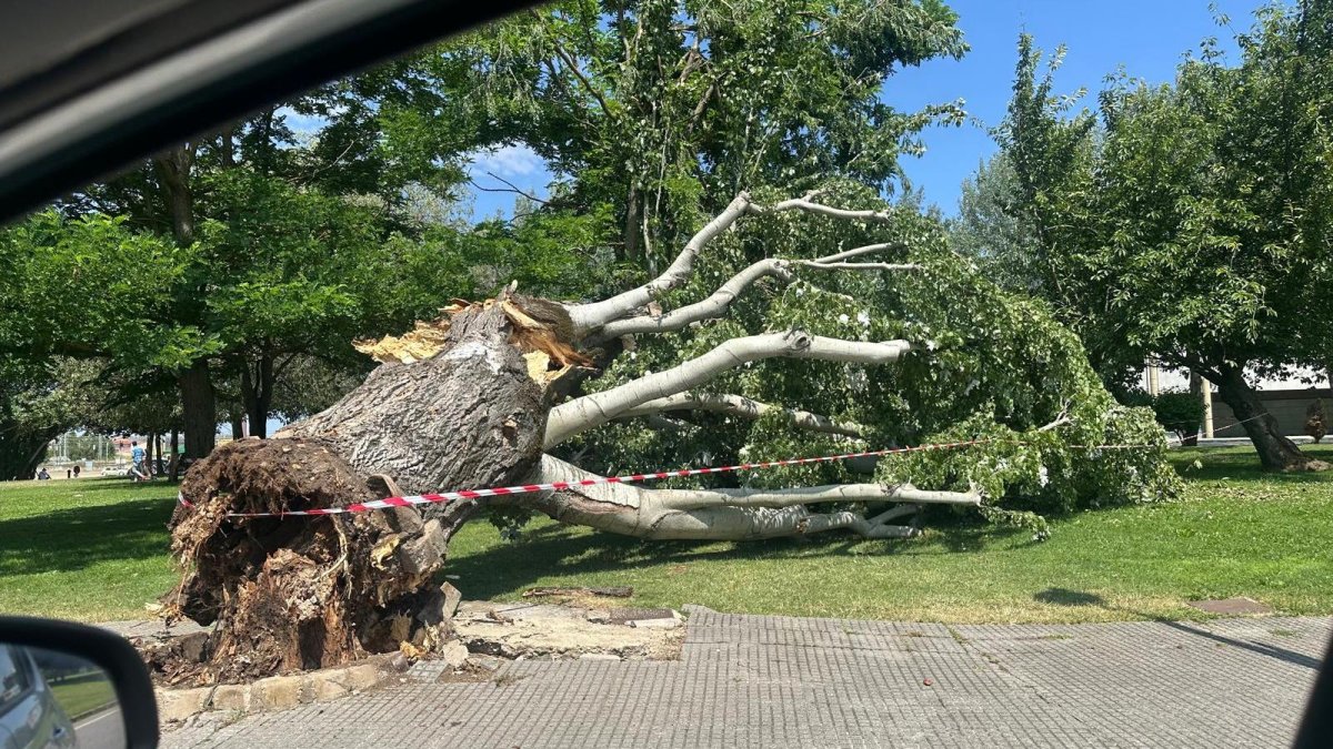 Árbol caído junto al estadio Reino de León debido al temporal.