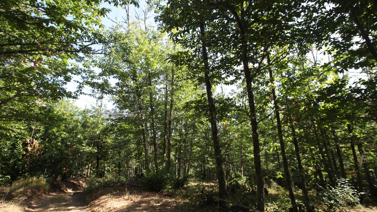 El Bierzo presenta un estudio que liga los baños de bosque al bienestar ante deterioro cognitivo