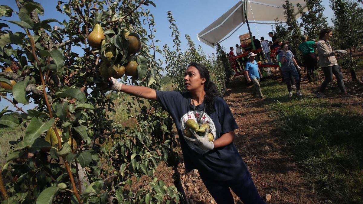 Un momento de la recogida de la pera en esta campaña.