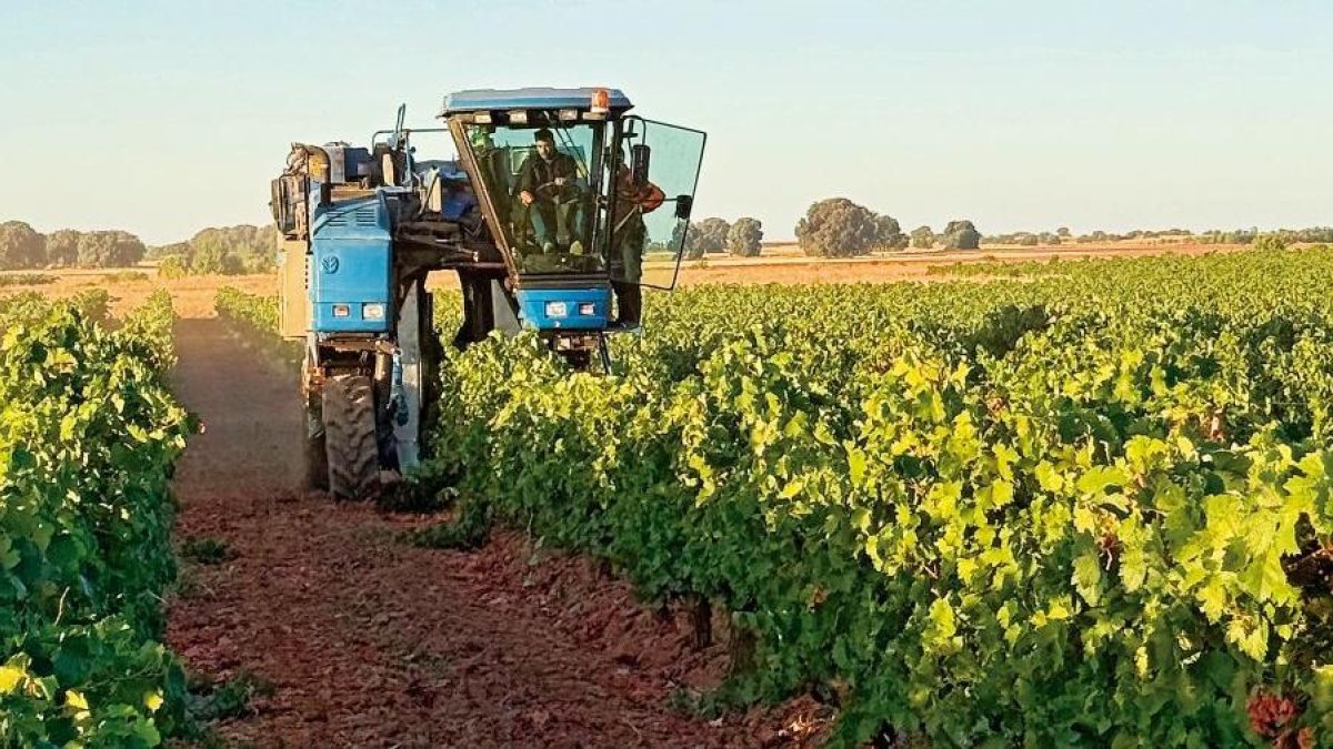 Comienzo de la vendimia el pasado sábado en las Bodegas Gordonzello, en Gordoncillo.