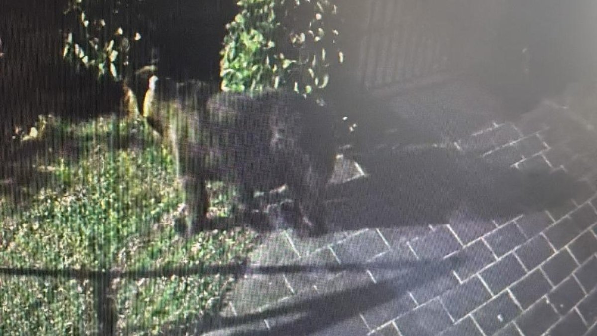 El oso captado en el jardín de una vivienda, en Páramo del Sil.