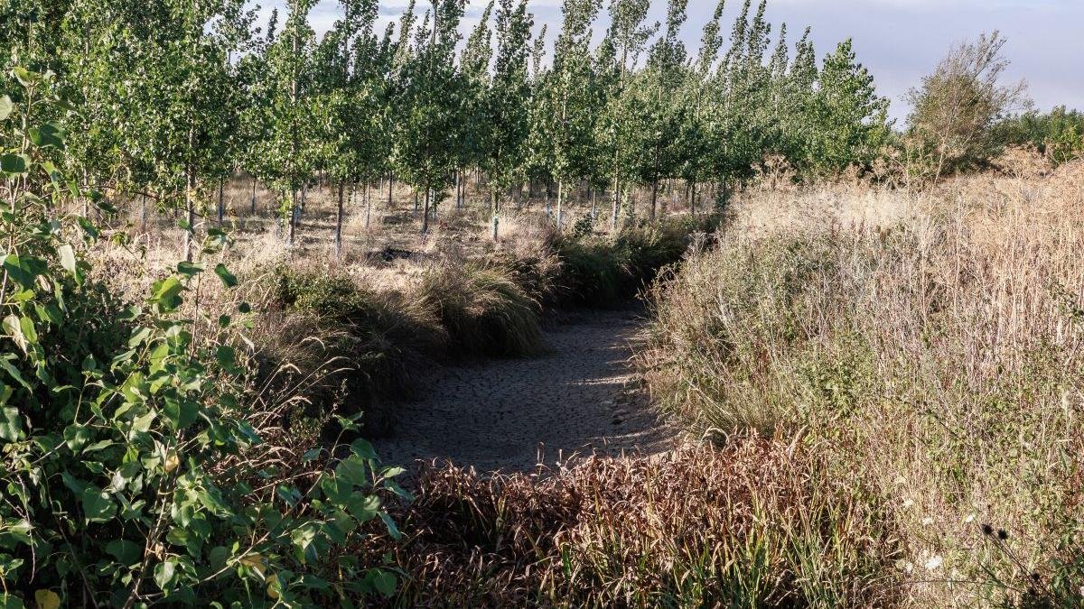 Denuncian que ni siquiera se ha respetado el caudal ecológico, condenando a flora y fauna.