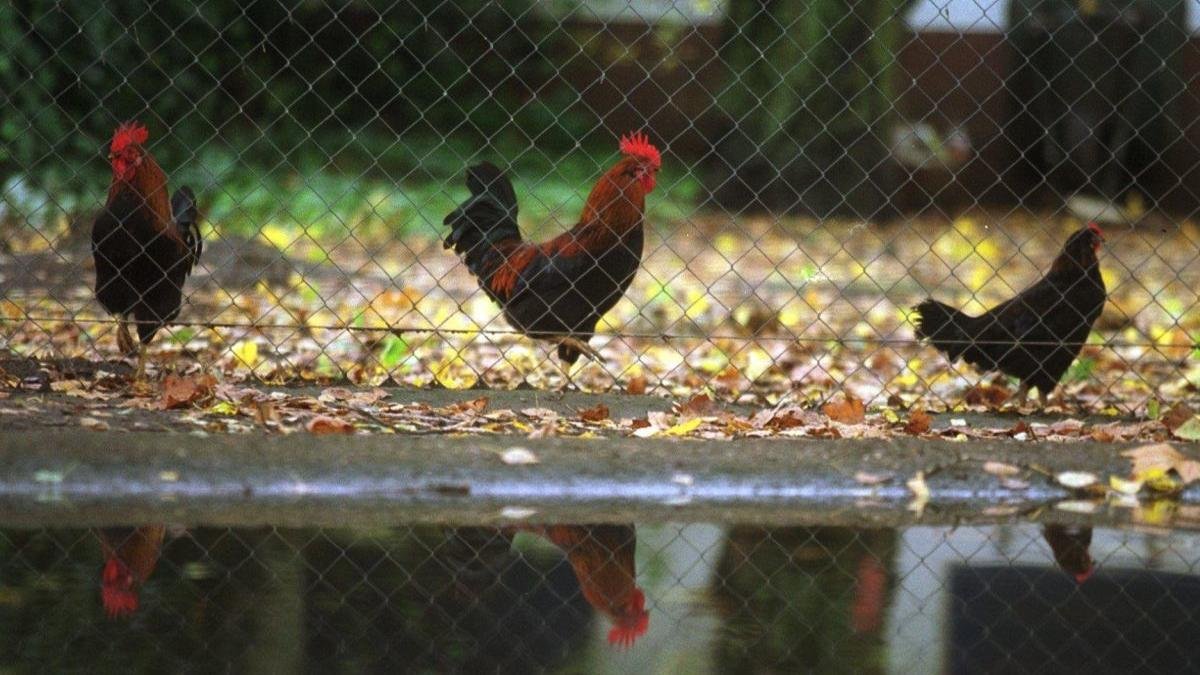 Gallos y gallinas de corral también son susceptibles de padecer gripe aviar.