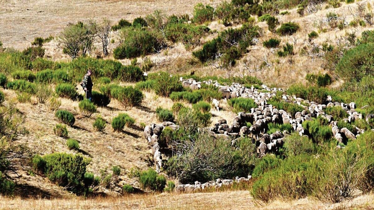 José Manuel Sánchez Miguel con el rebaño en Valverde de la Sierra hace unos días. dl El incendio al meterse en el puerto.