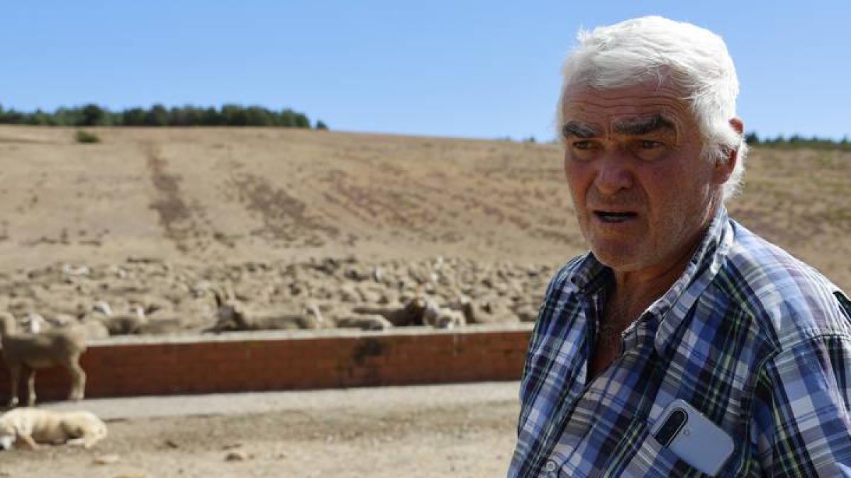Paco Morgado entre Corcos y LLamas de Rueda, con su rebaño camino de Extremadura.